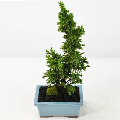 Amazon.co.jp: 盆栽妙 八房杉 杉 盆栽 ミニ盆栽 鉢植え プレゼント