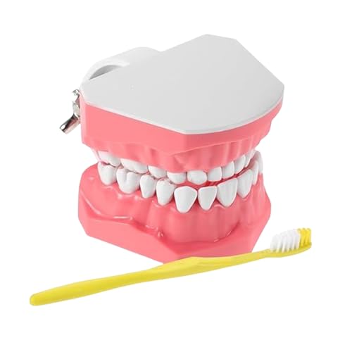 Modelo de dientes - Modelo de aprendizaje interactivo para ejercicios de capacitación con cepillo de dientes - material de aprendizaje, accesorios de estudio dental para adolescentes y familiares