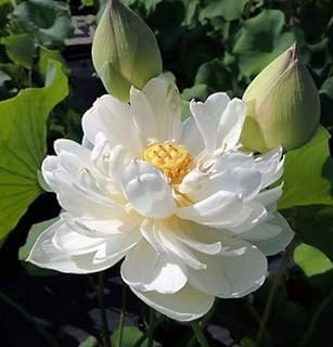 Image of Very Beautiful All Season White Water Lotus(Pack Of-1) /Water Kamal /Water Lily Plant (TUBER) Original Hybrid Veriety Blloming With In 30 Days For Outdoor & Indoor Live Plant.