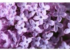 Lilac Blossom - Candle & Soap Fragrance Oil 1 oz