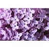 Lilac Blossom - Candle & Soap Fragrance Oil (1 oz)