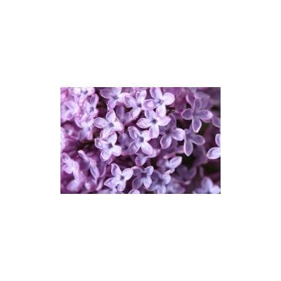 Lilac Blossom - Candle & Soap Fragrance Oil (1 oz)