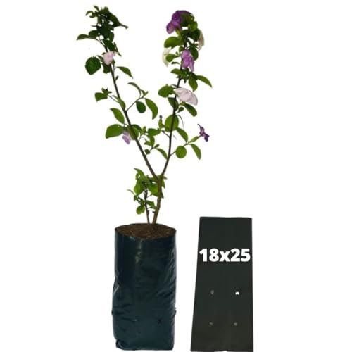 Sítio Nativo, Saquinhos Para Mudas Saco para Germinação 18x25cm - 1kg