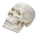 Miniature Human Adult Skull Model, 3 Part - Medical Quality Anatomical Replica - 2.5" Height - Removable Skull Cap, Shows Most Major Foramen, Fossa, and Canals - Articulated Mandible - Eisco Labs