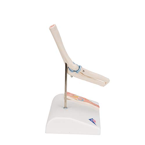 Image of 3B Scientific A87 /1 Mini Elbow Joint w /cross sec of bone on base - 3B Smart Anatomy