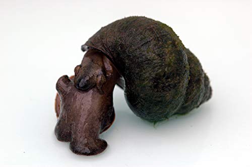 Toledo Goldfish Crayfish and Trapdoor Snail Combo from Perfect for Ponds or Aquariums - 3 of Each, 6 Count Total - Image 6