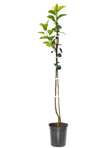 Shinseiki Pear Tree New Century Pear Asian Pear Variety 1-2 ft Tree Height 1 gal Nursery Pot (Due to Agricultural Laws we Cannot Ship to CA AZ AK or HI)