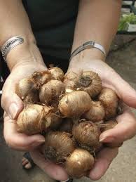 Premium Saffron/Kesher Bulbs(Crocus Sativus) for Planting||Healthy Dormant Flower Bulbs||Home Garden & Farm Cultivation(Pack of -10 Healthy Bulb)||Organic Saffron Bulbs||A-8-image-37