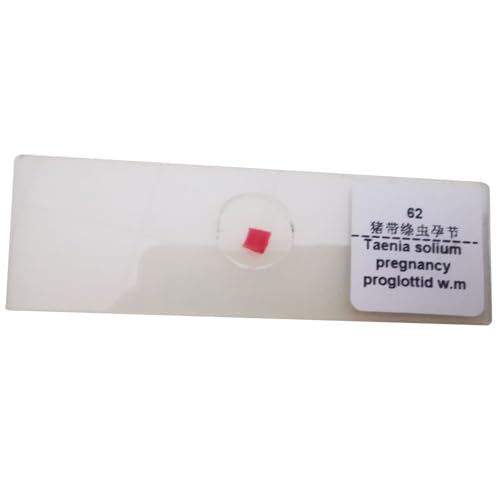 1 Pieces Taenia Solium gravid Segment w.m. Parasitology Prepared Microscope Slides