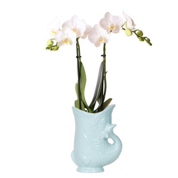 Phalaenopsis Amabilis - Orquídea blanca + pez, turquesa, diámetro de 9 cm, elegante orquídea blanca en maceta azul brillante, fácil de limpiar y decorativa
