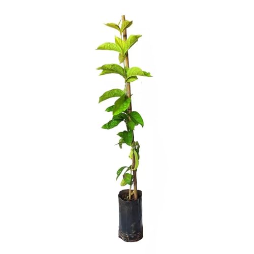 Genérico, Muda de Congeia 20 a 40cm AMK - Plantas Online