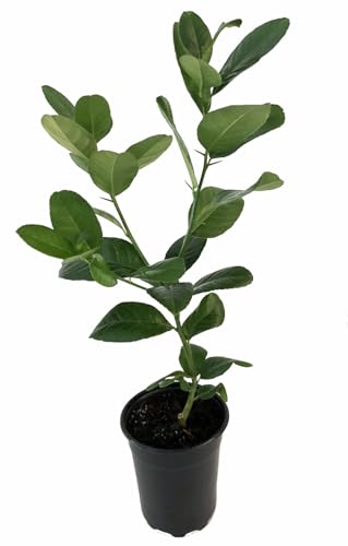 Buddha's Hand Citrus Tree - Indoors/Out - No Ship to Tx,Fl,Az,Ca,La,Hi - 5" Pot Buddha's Hand Citrus Tree - Indoors/Out - No Ship to Tx,Fl,Az,Ca,La,Hi - 5" Pot