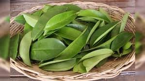 Miniatura 3 de Hojas secas de guanábana jamaicana, té de graviola de guanábana orgánica, paquete de 2 onzas