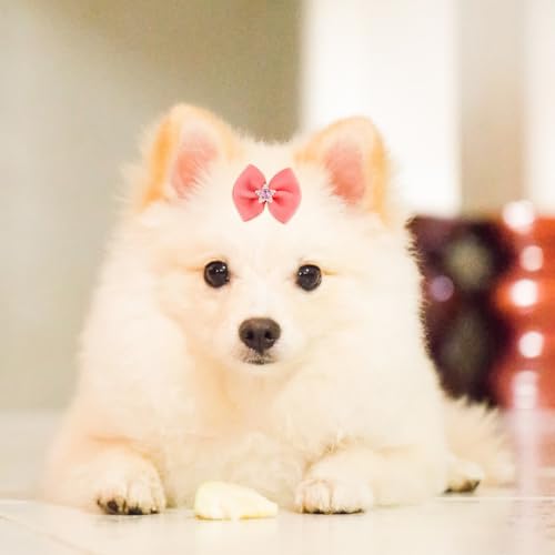 20st Kleine Hunde Haarschleifen mit Gummibändern, Hundeschleifen Mehrere Stile Hundehaarschleifen Süßes Hundehaar Accessoire für Die Fellpflege für den Täglichen Gebrauch von Haustieren Urlaub