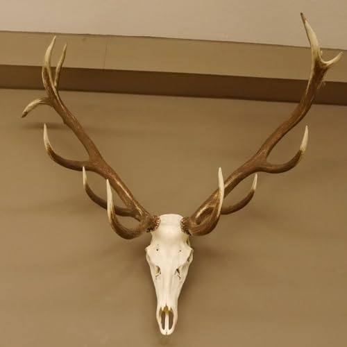 GTK - Geweihe & Trophäen KRUMHOLZ Rothirsch ungerader 16 Ender Geweih Breite 138 cm Hirschgeweih Hirsch 70.857