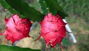 See full amazon price history chart for Dragon fruit live plant hybrid 1kg fruit (Pack of 1) Dragon fruit live plant hybrid 1kg fruit (Pack of 1) (B0CSPK9DLX) Amazon Price History, Amazon Price Tracker