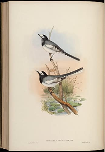 Peinture pour décoration salon oiseau Motacilla John Gould - Toile moderne 60x90cm