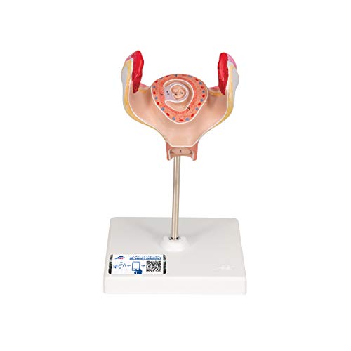 Image of 3B Scientific L10 /1 1st Month Embryo - 3B Smart Anatomy