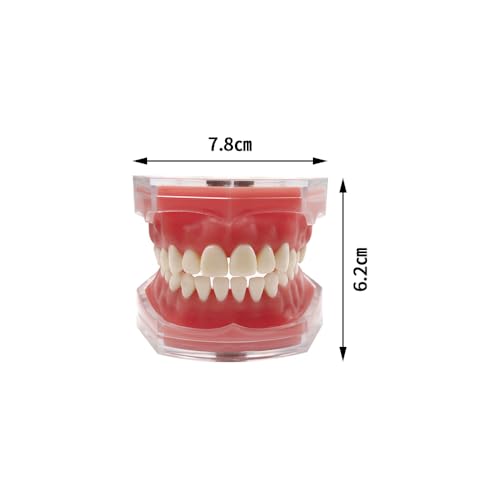 Youya Dental Demonstration Standard Dental Model Teaching Model Study Tool Soft Gum Teaching Mode Dentaire avec 28 Dents Amovibles – vue 2