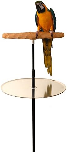 Parrot Training Perch Stand with Potty Tray (XL T Perch Hardwood)