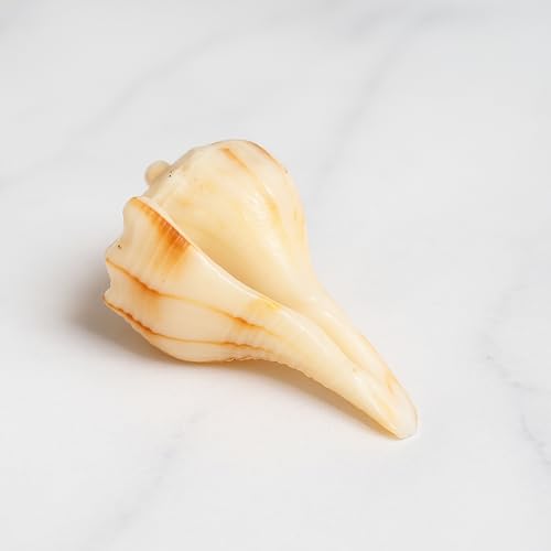 Image of Original Dakshinavarti Shankh | Natural Valampuri Shankh for Pooja | Right-Handed Conch | Lord Vishnu & Goddess Lakshmi | Spiritual & Vastu Decor (5-7 Inch)