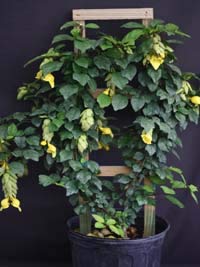 Green Paradise Rare Mini gmelina philippensis Live Healthy Sapling for Bonsai and Flowering Shrub