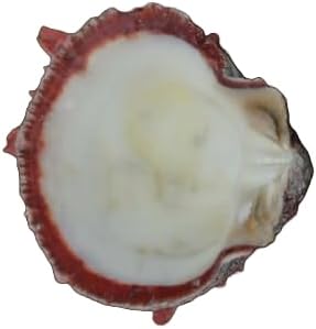 RAW RED SPINY OYSTER CLAM SEA SHELL BEACH 4" - 5" Fast Free Supply