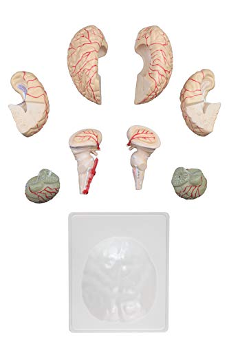 Image of Vision Scientific VAB443 Life Size Human Brain with Arteries - 9 Parts | Shows Frontal, Parietal, Temporal & Occipital Lobes | Half of Brain Stem, Half of Cerebellum, Brain Arteries