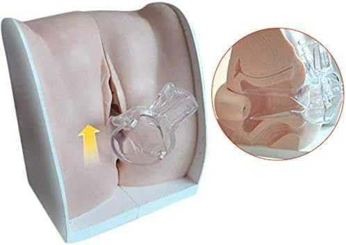 Modelo de maniquí ginecológico femenino, modelo de entrenamiento Iud Modelo de anatomía genitales femeninos Modelo humano con estructura de anatomía disponible en Yaxa Venezuela