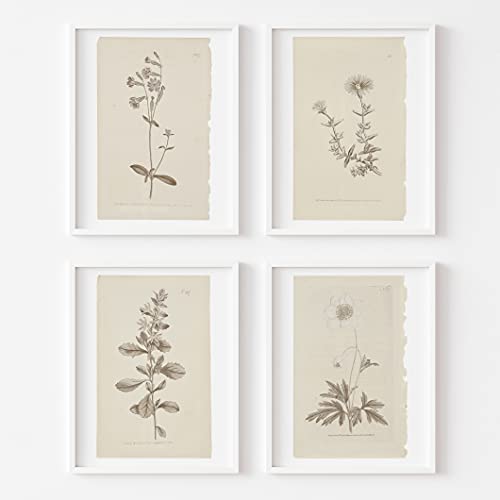Wall Art Botanical Plant Prints | Vintage Flower Boho Minimalist Floral Artwork Decor For Bedroom, Living Room, Bathroom, Home Or Office Walls | Set Of 4 Unframed Pictures (8 X 10) #TOP3