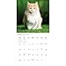 Carousel Calendars, Maine Coon Cats 2026 Wall Calendar, 12'' X 12'', 16-Month Calendar with Stapled Binding