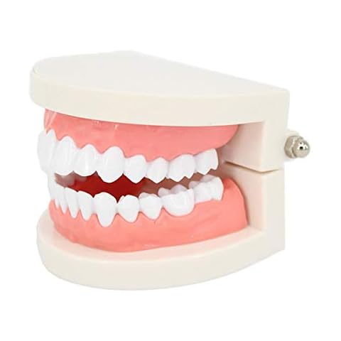 ROSENICE Modelo Dental Herramientas de dientes de enseñanza Cover