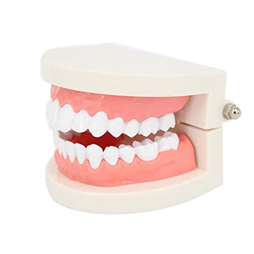 Rosenice Modelo De Dientes EstáNdar Para EnseñAnza Con Material EcolóGico Y TamañO Compacto Para DemostracióN Oral Y Estudio ClíNico