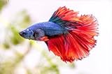 Live Halfmoon Male Betta Fish