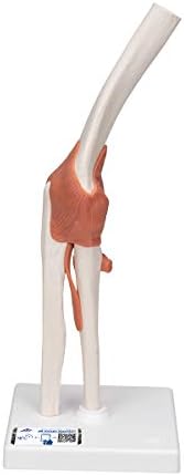 3B Scientific A83 Functional Elbow Joint Model, 4.7" x 4.7" x 15.4"