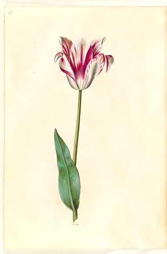 Lienzo Tulipa Gesneriana para Decoración de Dormitorios y Salones Clásicos