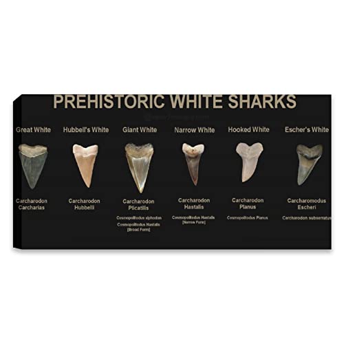 Animal Posters Prehistoric Great White Shark Teeth Knowledge Educational Poster Wall Art Paintings Canvas Wall Decor Home Decor Living Room Decor Aesthetic 24X48Inch(60X120Cm) Frame-Style #TOP14