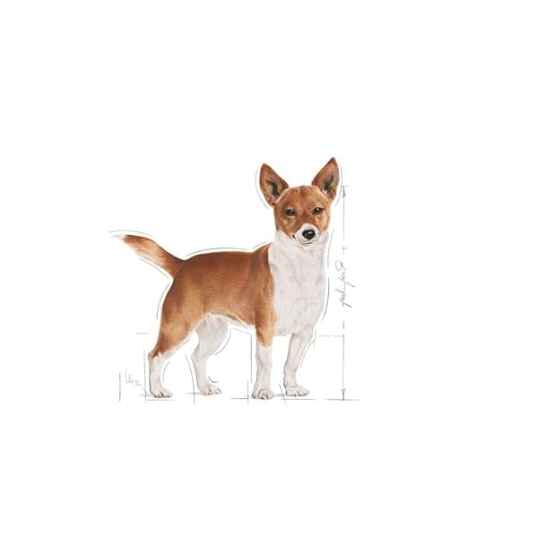 Royal Canin Urinary Care Mousse Alleinfuttermittel, 12 x 85 g – Bild 6