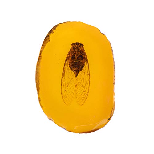 IMIKEYA Amber Fossil with Insects, Cicada Amber fossil Real Artificial Specimen Amber Fossil Pendant Cicada Decor Insects Science Kits Educational Toys