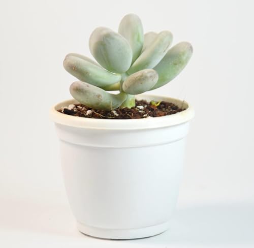 Image of Moonstone Succulent Live Plant with Pot | Rare Pachyphytum Oviferum | Pastel Pink-Blue Chubby Leaf Succulent | Low-Maintenance Indoor Plant for Home Decor & Gifting