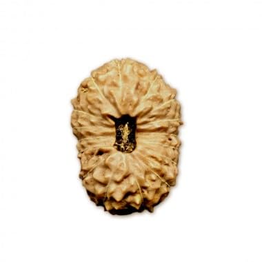 Rudraksha 16 Mukhi Indonésie Authentique Perle Rare Ganesha Arts