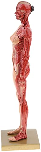 Image of BONEW 30CM Male and Female Resin Human Anatomical Anatomy Skull Head Body Model Muscle Bone Model Medical Lab Reference Model Red (Female)