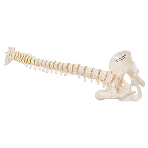 Image of 3B Scientific A18 /20 Mini Vertebral Column Flexible-No Stand - 3B Smart Anatomy
