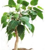 Peepal (Ficus Religiosa) Live Plant इंडियन देशी पीपल
