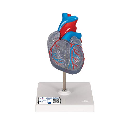 Image of 3B Scientific G08 /3 Classic Heart w / Conducting System 2-part - 3B Smart Anatomy