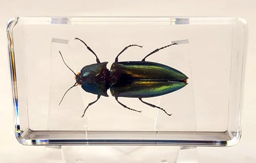 Image of 2.9 inch Real Snapping Jewel Beetle in Crystal Clear Lucite Resin Specimen Preserved Insect Taxidermy Collection for Biology Science Education & Desk Ornament Display Supplies Decor Paperweight