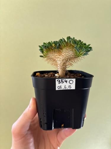 ���[�t�H���r�A�M���E�~�j�A�i �ԉ� �P��