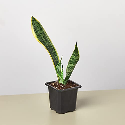 House Plant Shop | Snake Plant 'Laurentii'| Live Indoor Plant | Easy to Care | Natural Décor Plant | Great Gifts| Free Care Guide