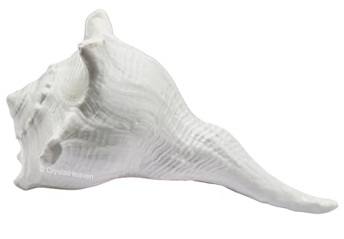 Image of Crystal Heaven Dakshinavarti Shankh Original - 4 to 5 inch inches Large Dakhinabarti Sankha for Puja Original Conch Shell - Natural Dakshinmukhi Shankh for Pooja, Meditation and Gifts