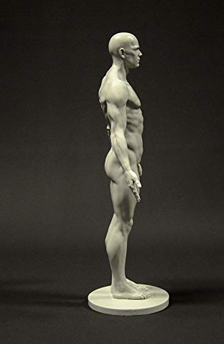 Modellino anatomico del corpo maschile da 28 cm